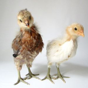 Easter Eggers... Sparrow and Pearl. 3 weeks, 5 days old.