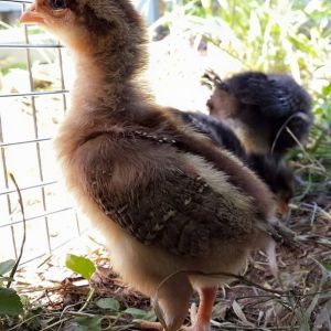 My little welsummer is by far the most out-going with people. (She'll just come and sit in your hand and yammer at you:P) They still live inside. We just take field trips out back to dig in the dirt and get some sunshine. Here she is leaving the carrier I put them in to take them to their coop area.