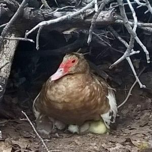 Momma (unedited) 
She has 8 babies under her