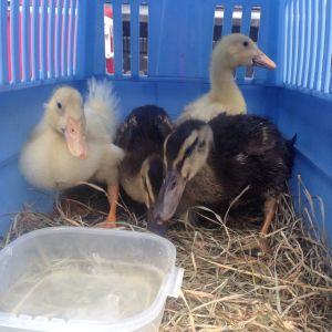 Thirsty little duckies