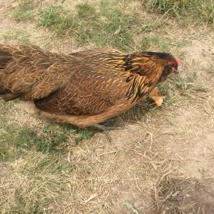 Peep, Amerucana pullet