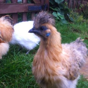 Little Diva, she is so small compared to the other two silkies and so light and is the bottom of the pecking order :(