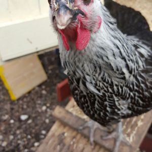hi all
         this is hattie my silver sussex she is always by my side
when i am doing anything around the hen house she jumps
on my back if i bend down this is her feed me worms and feed
them me now pose she is becoming a good layer and a great pet
she gets on ok with the cat and my staffy      good luck
