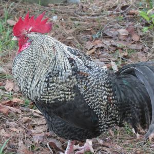 Star, a dark brown leghorn X cuckoo maran rooster