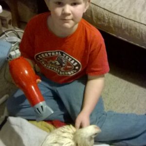 Bathing the show chickens, they loved the blow dryer