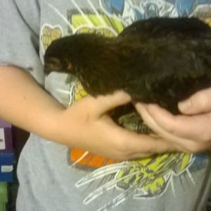 Baby pullet that just showed up at the house