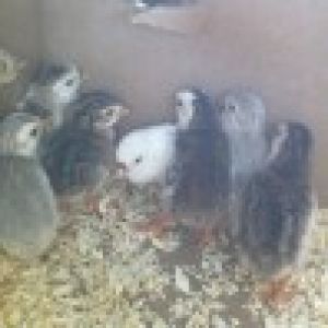 Baby guinea keets