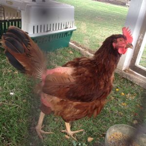 5/22/16 Friendlier to us now, she is very sweet, and it is hard to imagine her always chasing Hermoine AKA Tricky around.  Tricky is on the bottom of the pecking order.