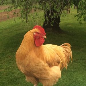 My beautiful rooster Franklin