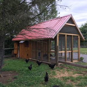 View from the goat pen on Independence Day...the chickens are now "free ranging"during the day! By the way, we still have 12 very healthy chickens...so much for that theory, hope my neighbors like eggs!