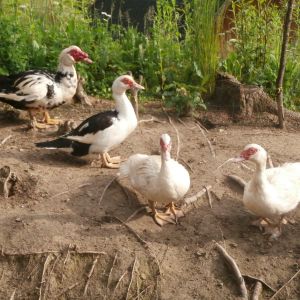 muscovy ducks