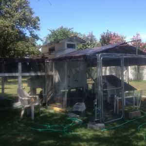 Altered the run on the right side to 6' tall (from 4').  Enjoying the freedom to walk around vs always bending over.  The recently acquired pullets are in the 10x10 cage in that little coop.  They have really outgrown that coop but don't seem to be aware of it.