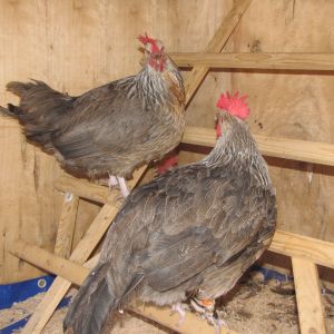 My Silver Grey Dorking Hens from N.Clapper.  I Love this breed