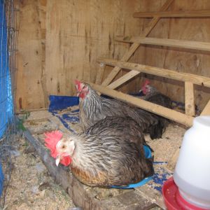 same hens in quarantine