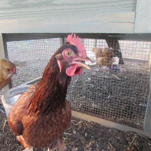 Nugget(Rhode Island Red) checking out the camera
Derpy(EE) checking out the water