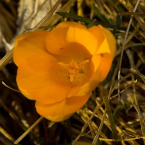 Yellow Crocus