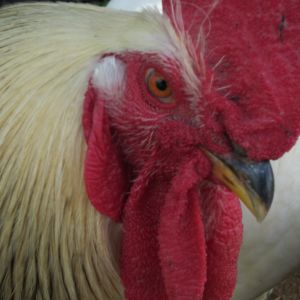 My Columbian Rock Rooster, Napoleon. He is very brave (and aggressive) he has fought off hawks and won at least two or three times.