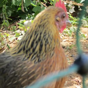Our Dutch Bantam, we just call her Bantam. She is feisty and will fly up on your shoulder if and when she wants to. She is very broody, and has hatched out two batches of chicks. She turned one year old in March.
