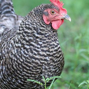 Barred Rock exploring