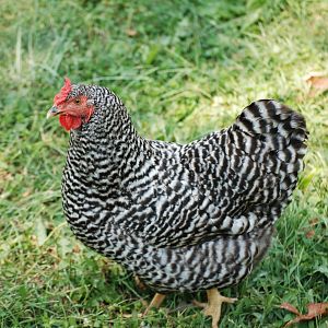 Isabella | BackYard Chickens - Learn How to Raise Chickens