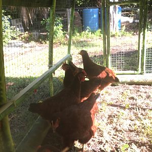 My current Florida Camo Coop | BackYard Chickens - Learn How to Raise ...