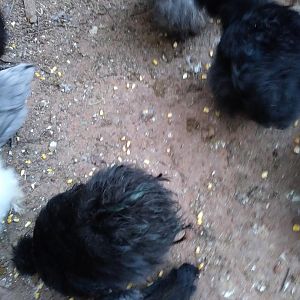 Chick Picks1