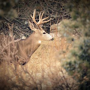 Buck In Northern CA