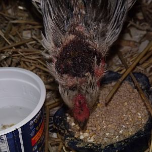 scalped (?) infected head wound on hen found on roadside