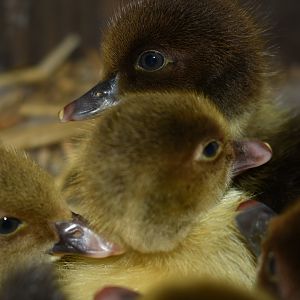 Scovy ducklings 6