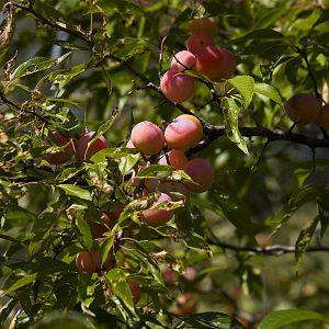 American_plums_X9057371_09-05-2018-001