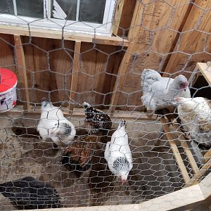 chickens in - shed coop build