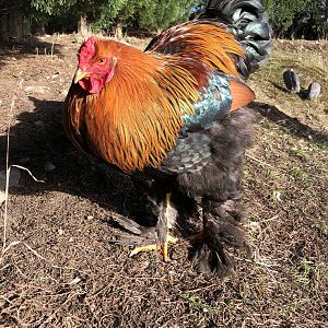 partridge brahma | BackYard Chickens - Learn How to Raise Chickens