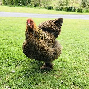 Golden Brahma hen