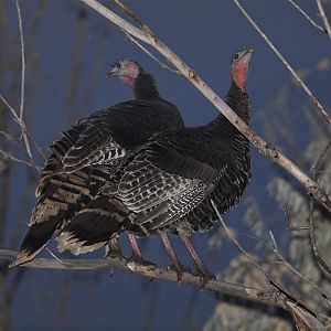 Bronze_turkey_XA239617_10-23-2019-001