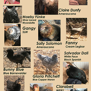 the flockin chicks.jpg