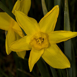 Daffodil_U4304511_04-30-2020-001.jpg