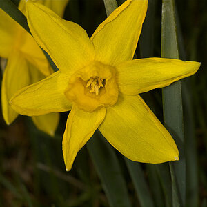 Daffodil_U4304512_04-30-2020-001.jpg