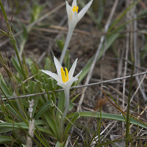 Sand_lily_X5110615_05-11-2020-001.jpg