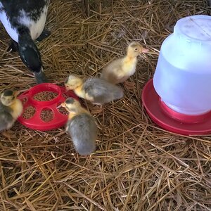 Momma Duck is not yet trusting me, but let's her four ducklings eat and drink