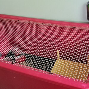 chick nursery.jpg