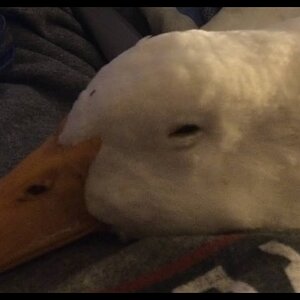 My Pet Duck: In Bed with Bubba