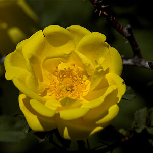 Harison's_yellow_rose_X6111183_06-11-2020-001.jpg