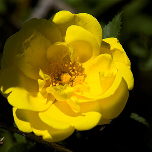 Harison's_yellow_rose_X6111185_06-11-2020-001.jpg