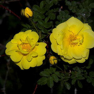 Harison's_yellow_rose_X6111211_06-11-2020-001.jpg