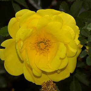 Harison's_yellow_rose_X6131248_06-13-2020-001.jpg