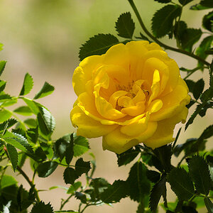 Persian_yellow_rose_X6131242_06-13-2020-001.jpg