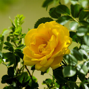 Persian_yellow_rose_X6131245_06-13-2020-001.jpg