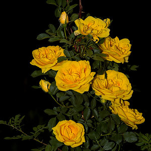 Persian_yellow_rose_X6151287_06-15-2020-001.jpg