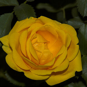 Persian_yellow_rose_X6151288_06-15-2020-001.jpg