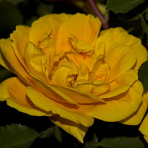 Persian_yellow_rose_X6151291_06-15-2020-001.jpg